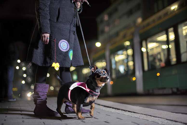 Nainen, koira ja heijastimet