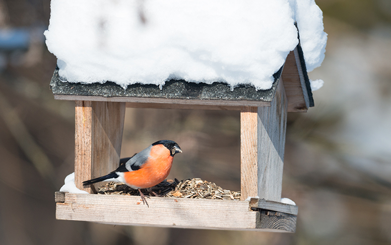Ehtiikö linnuille järjestää vielä talviruokintaa?