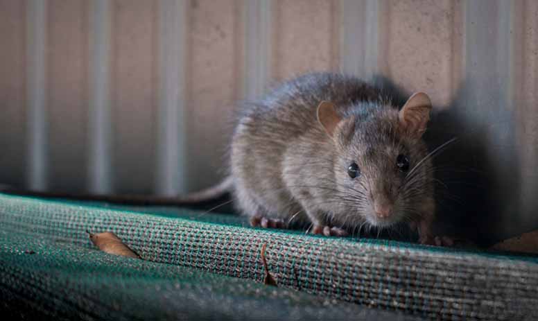 Rotta iski – kotivakuutus puree harvoin rottavahinkoihin
