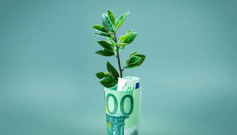 Sata euroa ja viherkasvi