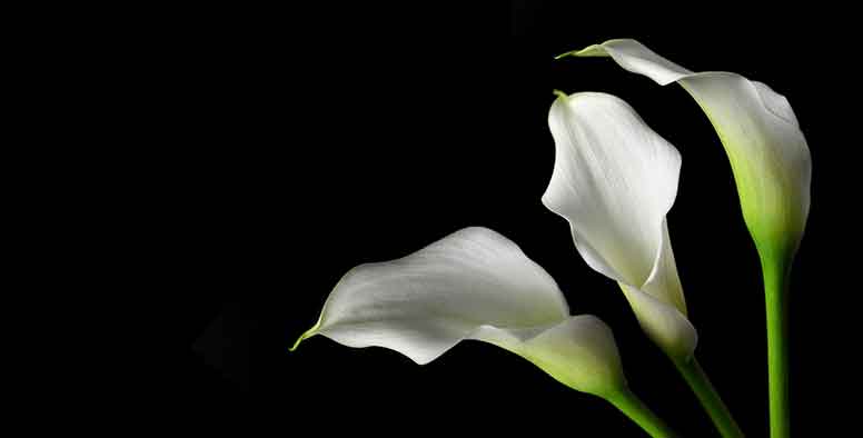 Vallkoinen kalla mustalla taustalla