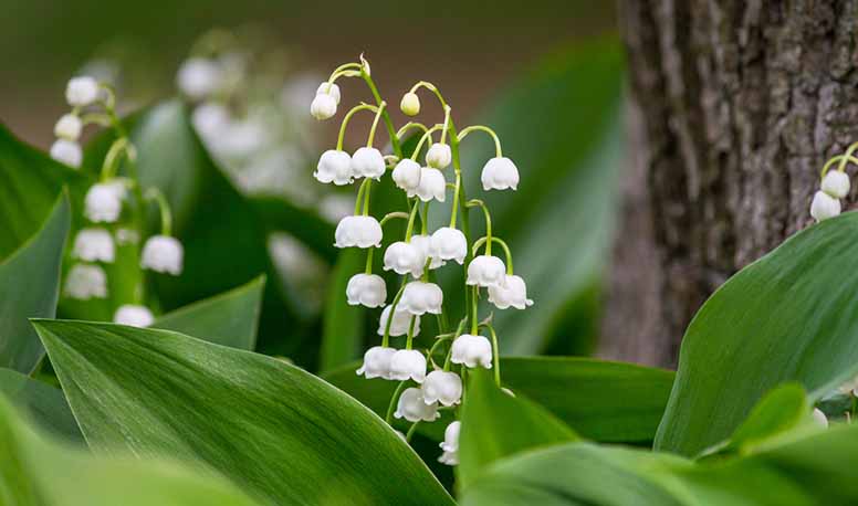 Kielo kukkii keväällä