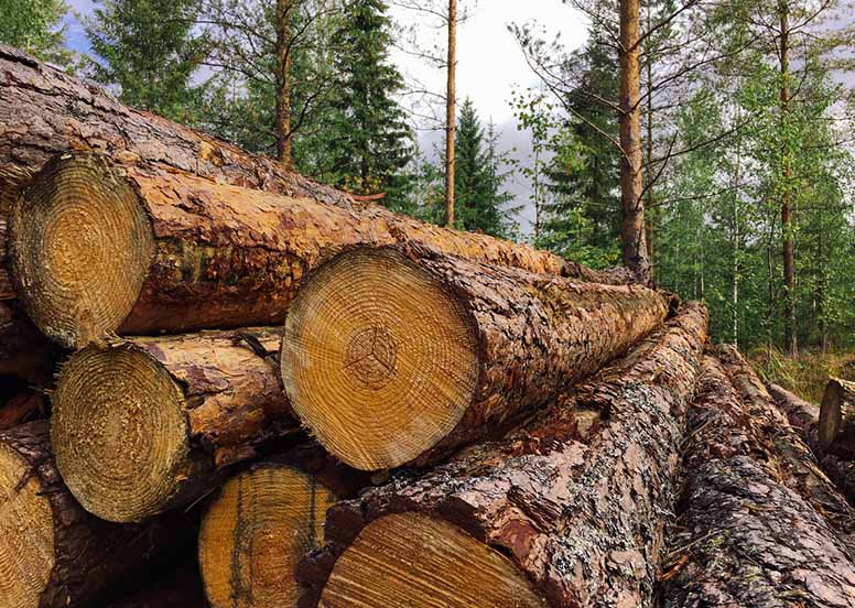Metsätila liitetään yhteismetsään – onko käytetty metsävähennys tuloutettava?