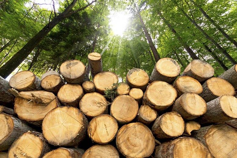 Kuolinpesä myy puuta – pitääkö kaupasta maksaa arvonlisäveroa?