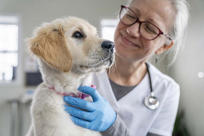 Eläinlääkäri hoitaa koiranpentua