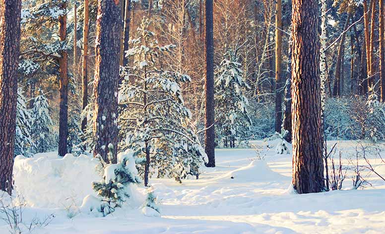 Lumi, metsä, talvi