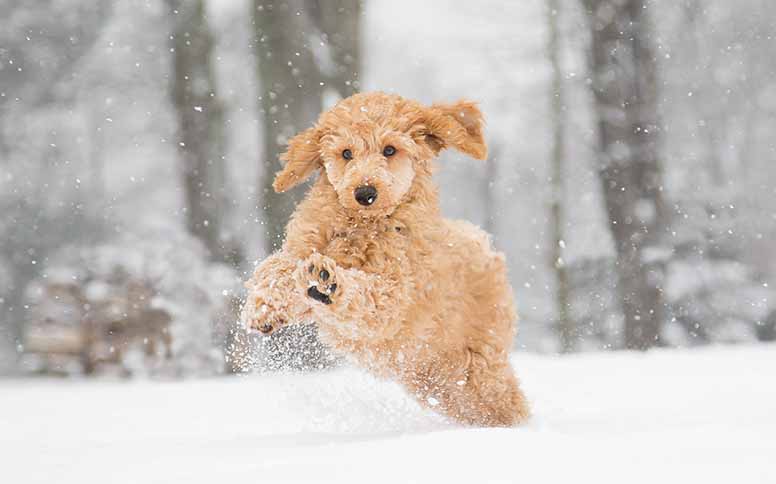 Villakoira leikkii lumessa.