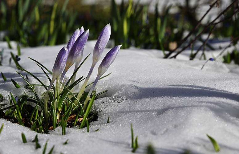 Violetit krookukset, lunta