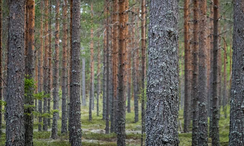 Mäntymetsää