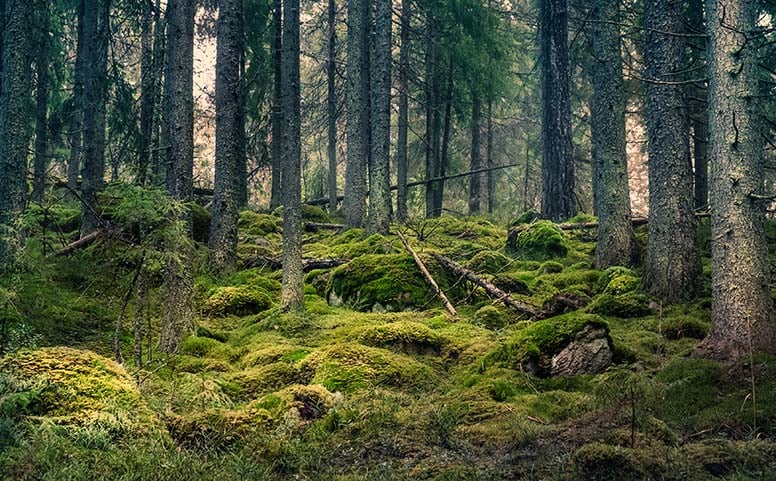 Vanhaa metsää, puita, sammalta