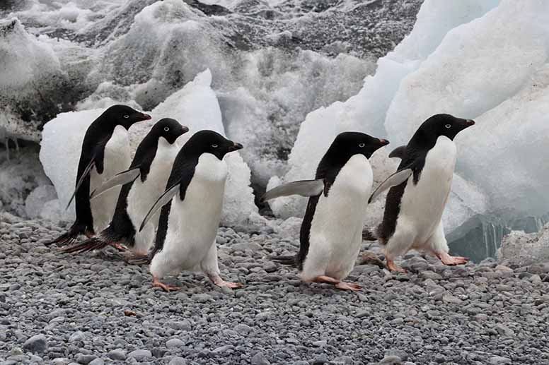 Maissa voi kävellä vain ennalta määrättyjä kulkureittejä, ja esimerkiksi pingviiniyhteisöihin on pidettävä yli viiden metrin välimatka. Ja pingviineillä on aina etuoikeus, jos ne taapertavat ihmisten käyttämän polun poikki. Kuva: Matti Remes