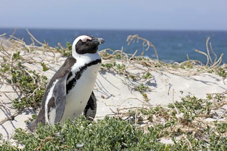 Pingviini Etelä-Afrikka Kuva: Antti Halonen