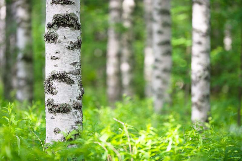 Millaiset ovat metsäteollisuuden pitkän aikavälin näkymät?