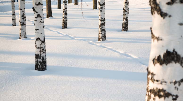 Koivuja lumihangessa