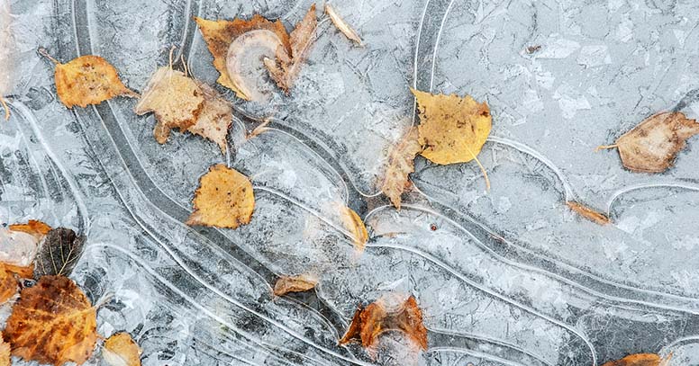 Jäätyneitä lehtiä