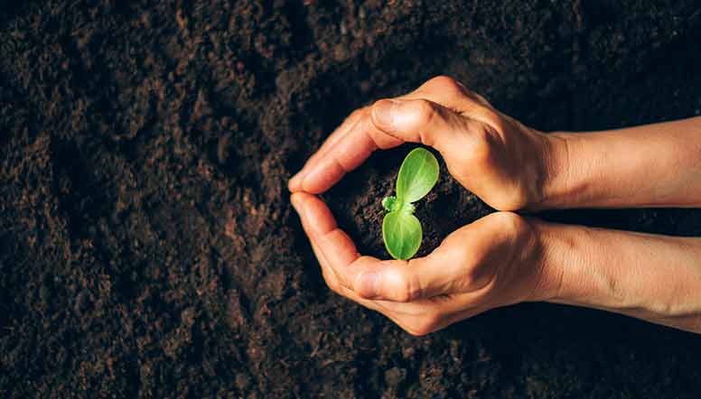 Kädet, multaa ja taimi