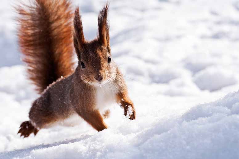 Orava juoksee lumessa