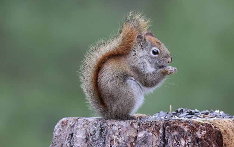 Orava popsii siemeniä