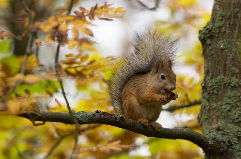 Sijoitatko osakesäästötilillä? Kerää verohyödyt, väistä vaaranpaikat