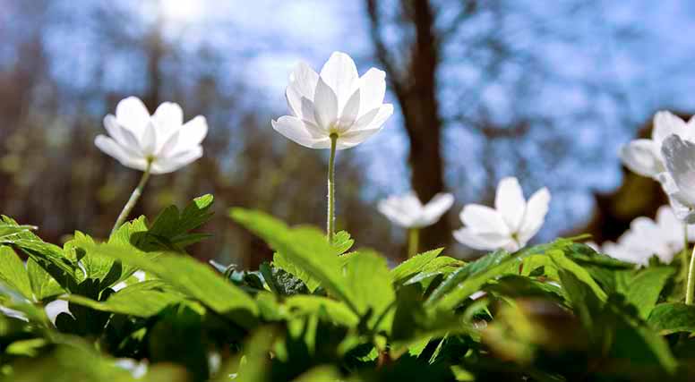 Valkovuokot kukkivat