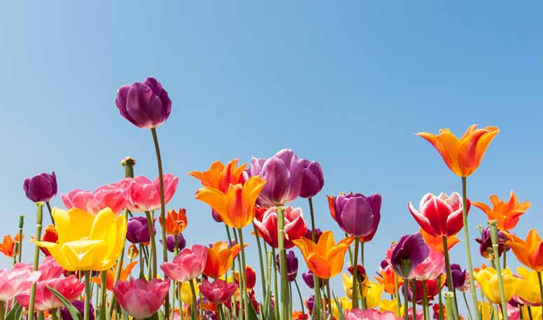 Värikkäitä tulppaaneja ja sininen taivas