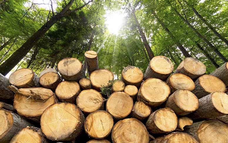 Metsäyhtiöillä paras tuloskausi miesmuistiin – tuloskauden tähdet pärjäsivät inflaatiolle