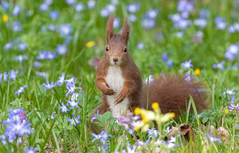 Orava, ruohikko ja kesäkukat