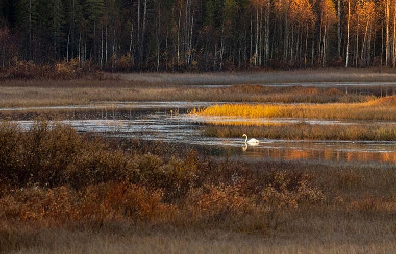 Joutsen, syksy, vesi, metsä