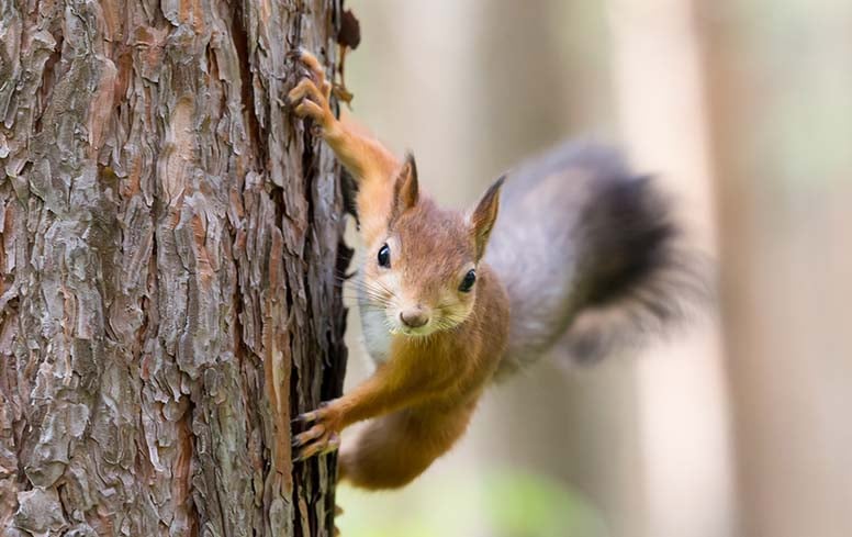 Orava männyssä