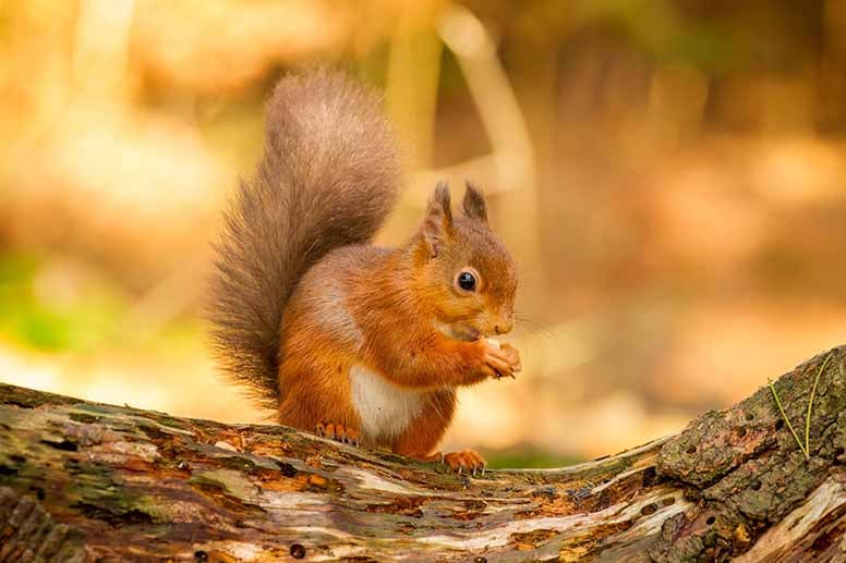 Orava nakertaa pähkinää, on syksy