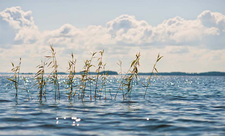 Kaislat huojuvat meressä kesällä