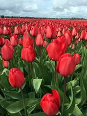 Tulppaanien ihastelu on helppo yhdistää kaupunkilomaan Amsterdamissa. Myös pienemmät kanavakaupungit Haarlem ja Leiden ovat hyviä tukikohtia. Kuva Matti Remes