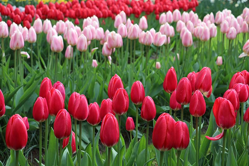 Tulppaanituristin paratiisi löytyy Hollannista