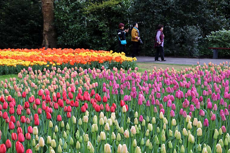 Kilometri toisensa jälkeen jatkuvat tulppaani-, hyasintti- ja krookusrivistöt loistavat kaikissa sateenkaaren väreissä peltoaukeilla Amsterdamista lounaaseen.