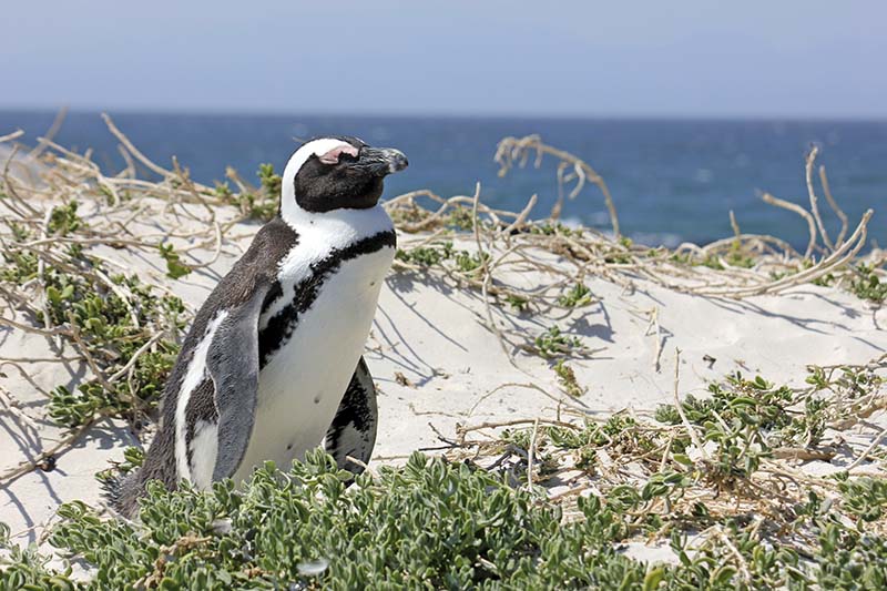 Pingviini