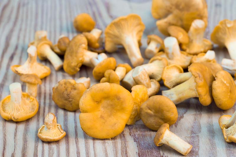 Sieniä ja samppanjaa – sienestäjän herkullinen villitys