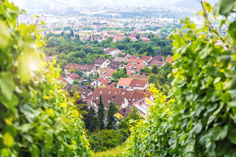 Kulttuuriperintöä saksalaisessa viinipullossa – Silvaneria on viljelty vuodesta 1659 saakka