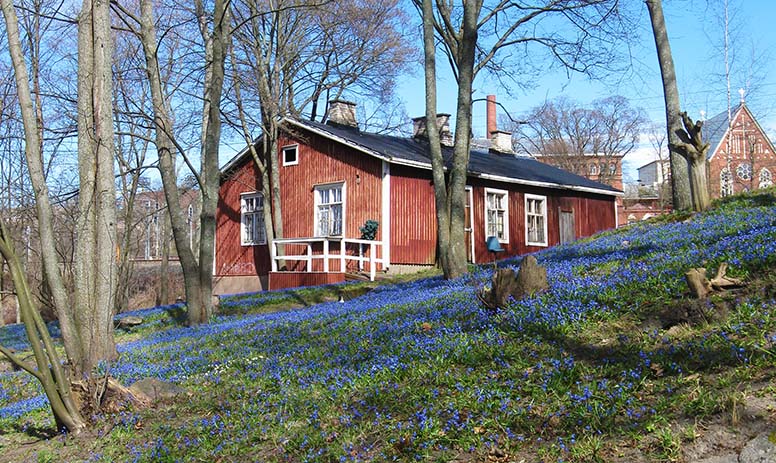 Punainen talo huhtikuu kevät sinivuokot kukkivat