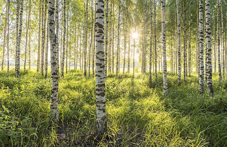 Ostin metsää – voinko lisätä varainsiirto­veron metsälöni kauppahintaan?