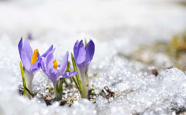 Kevään ensimmäiset krookukste kurkistelevat lumen seasta