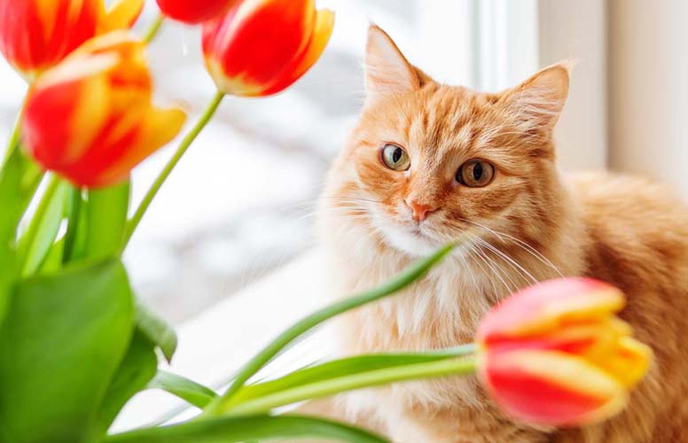 Tulppaanit, ikkuna ja kissa