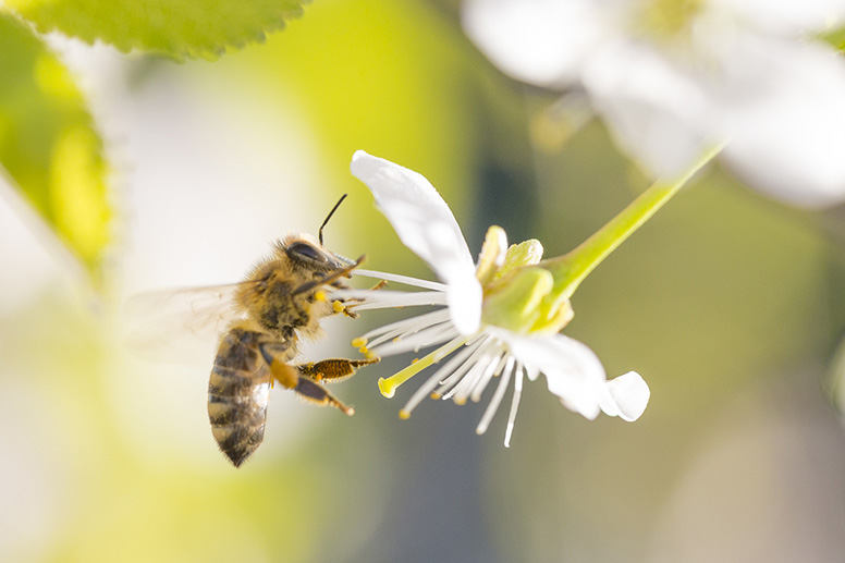 Hunajaa omilta mehiläisiltä – saako pesän perustaa kaupunkipihaan?