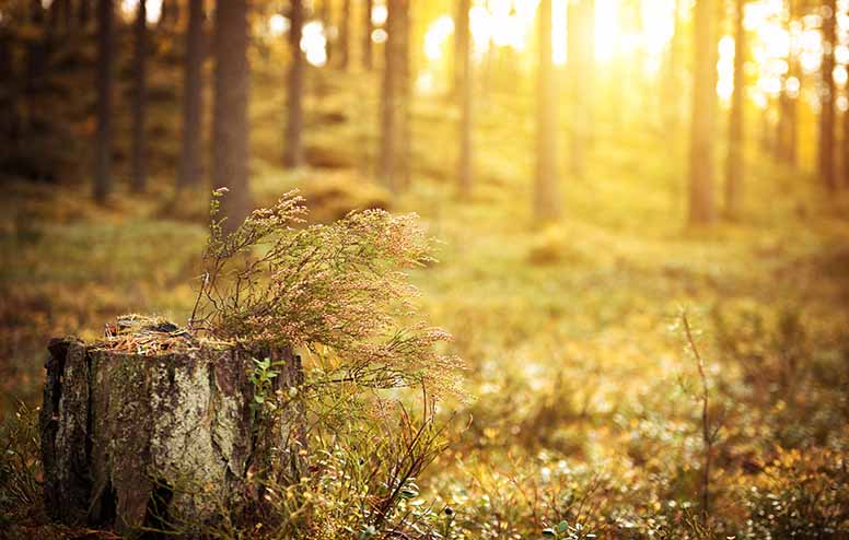 Lahjametsässä hallintaoikeus – voiko lahjansaaja hyödyntää metsälahjavähennystä?