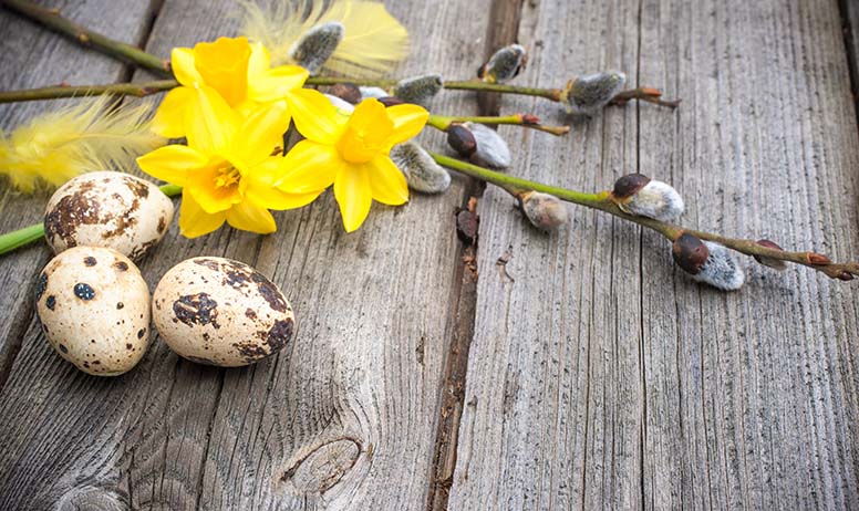 Narsisseja, pajunkissoja ja pääsiäismunia